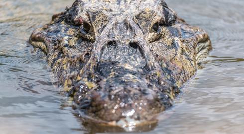 Black Caiman