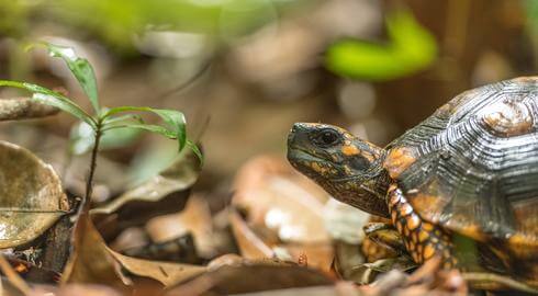 Yellow-footed turtle