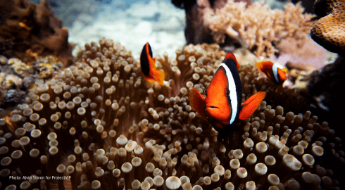 Clown fish Verde Island Passage