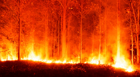 Forest fire: Continued fossil fuel investing will worsen climate disasters