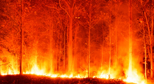 Burning Forest