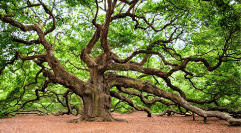 Transformationskampagne: Baum