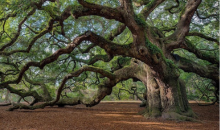 Großer Baum